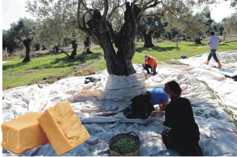 Bin bir derde deva olan  Zeytinin sabunu da faydalı