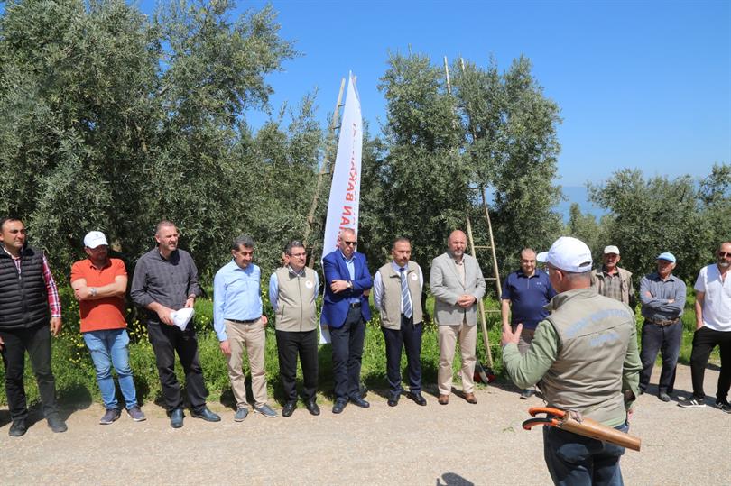Orhangazi’de ‘Zeytin budama’ etkinliği düzenledi